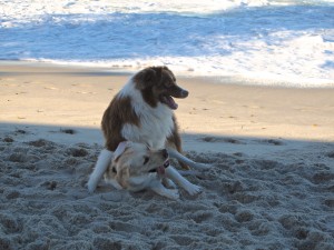 Rusty & Pippa