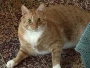 Ginger the fat cat & Gerry's #1 fan!