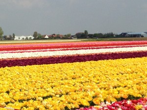 Tulip fields near Lisse