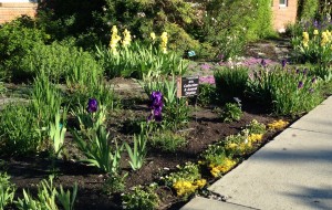 Olds Irises