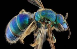 Cuckoo Wasp