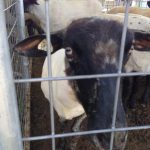 Happy Sheared Sheep at KY Sheep & Fiber Show