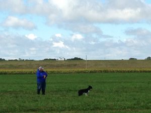 Sheep Dog Trials at Wisconsin Sheep & Wool